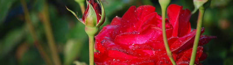 Nahaufnahme Rosenblüte